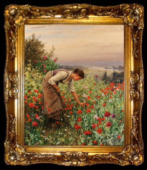 framed  Daniel Ridgeway Knight Girl Picking Poppies, ta009-2